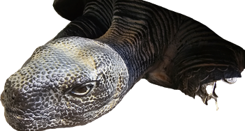 Schildkröte