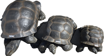 Schildkröte
