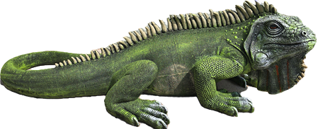 100 cm Leguan